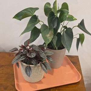 Camtray Vintage Peach‎ Blush Orange Rectangular Serving Plastic Tray